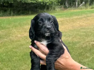 Cocker Spaniel dogs Working cocker spaniel puppies KC REGISTERED - Advert 1