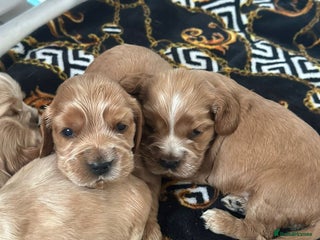 Cocker Spaniel dogs 🌟STUNNING SHOW COCKER SPANIEL PUPPIES🌟 - Advert 18