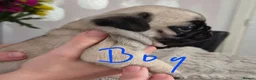 Pug dogs for sale: Pug puppies  - Advert 7