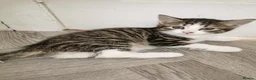 Norwegian Forest Cat cats for sale: For sale// Ready for collection - Advert 26