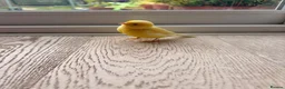 Canaries birds for sale: Adult and hand reared young canaries - Advert 22