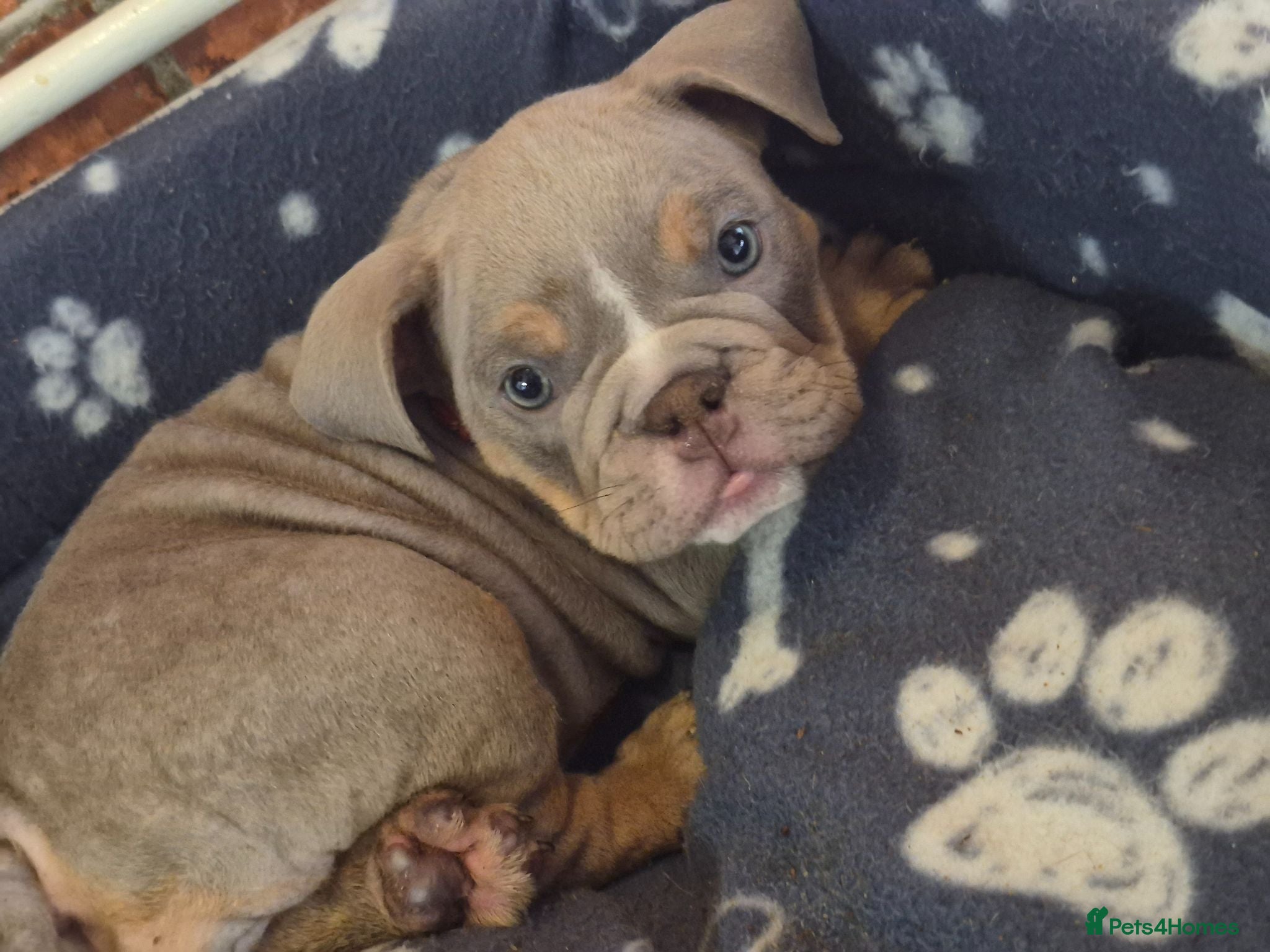 English Bulldog dogs REDUCED Ready To leave English Bulldog - Advert 2