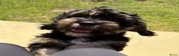 Mixed Breed dogs for sale: Male puppy for sale 15 weeks old in Driffield - Advert 3