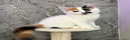 Mixed Breed cats for sale: Lovely female calico  in Bootle - Advert 3
