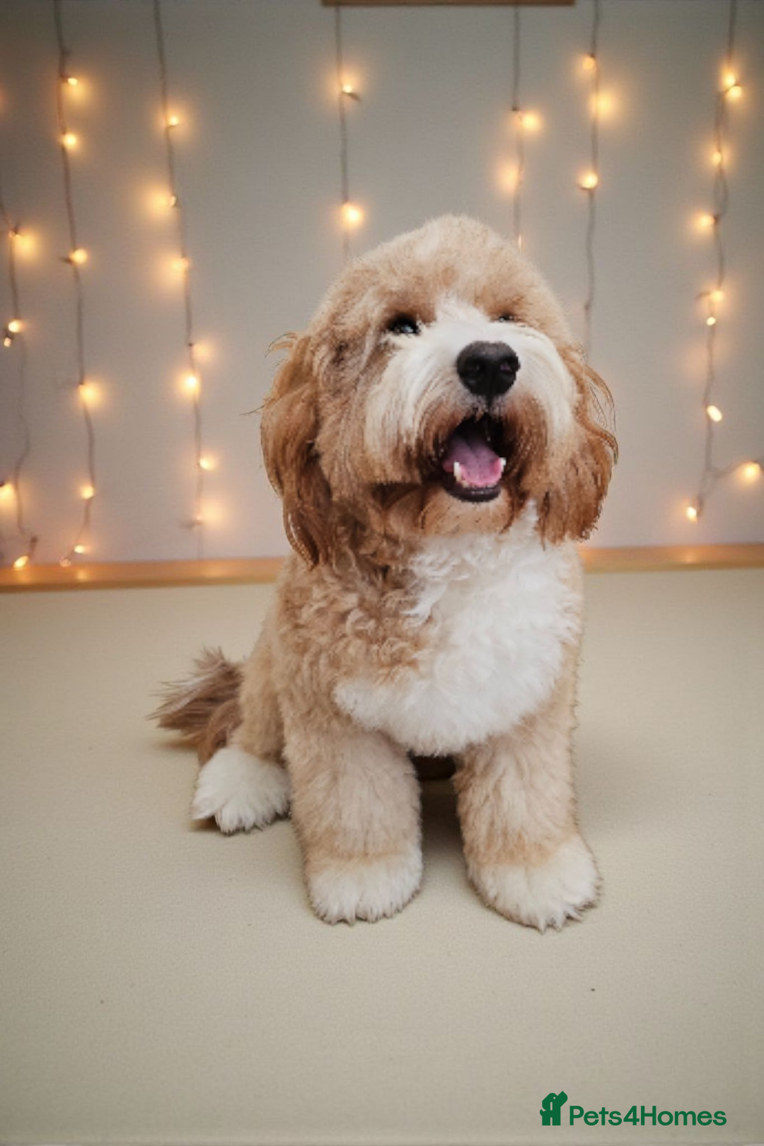 Australian Labradoodle dogs for stud: HIP 0/0 ELBOW 0/0! 100% AUSTRALIAN LABRADOODLE - Advert 6