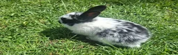 Dwarf Lop rabbits for sale: Dwarf Lop Baby Rabits in Wetherby - Advert 9