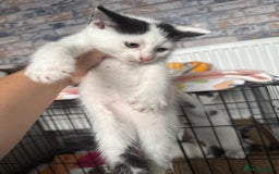 British Shorthair cats for sale: 4 Kittens for sale - Image 27