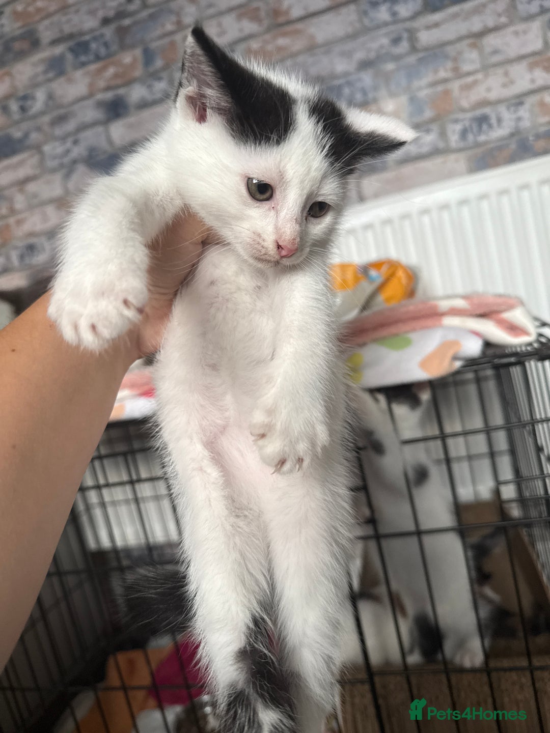 British Shorthair cats for sale: 4 Kittens for sale - Image 27