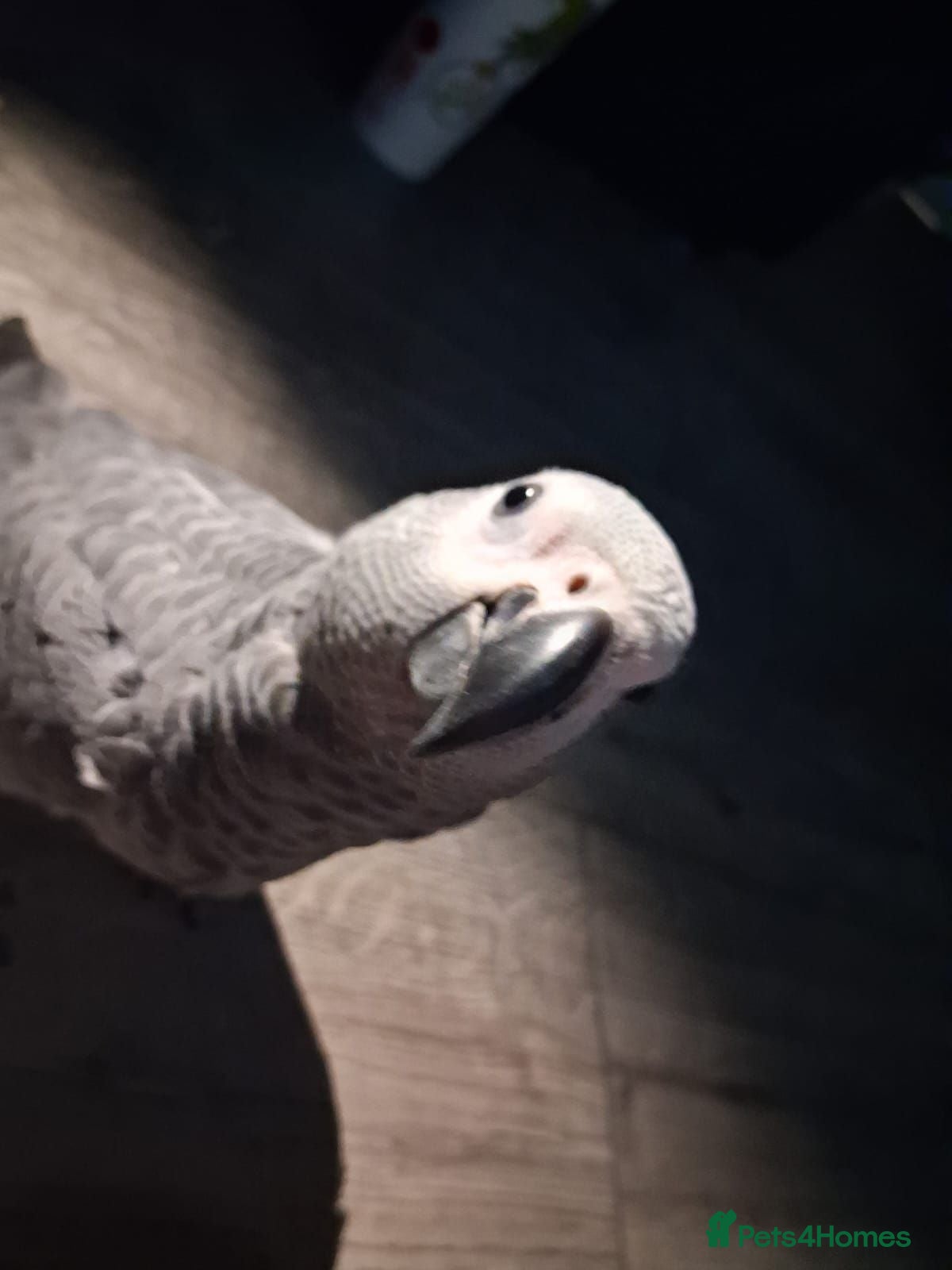 Parrots birds African grey parrot congo - Advert 1