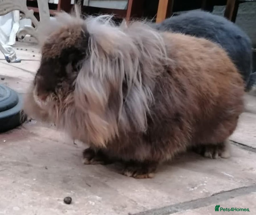 Mini Lion Lop rabbits for sale: Adoption Meet Tazer Mini Lop - Image 2