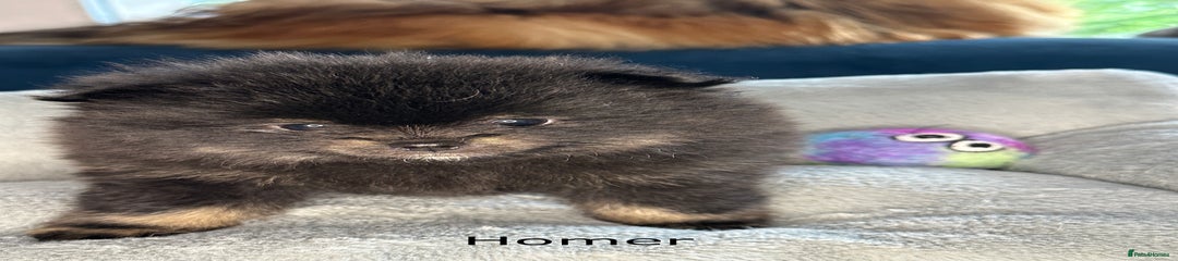 Homer