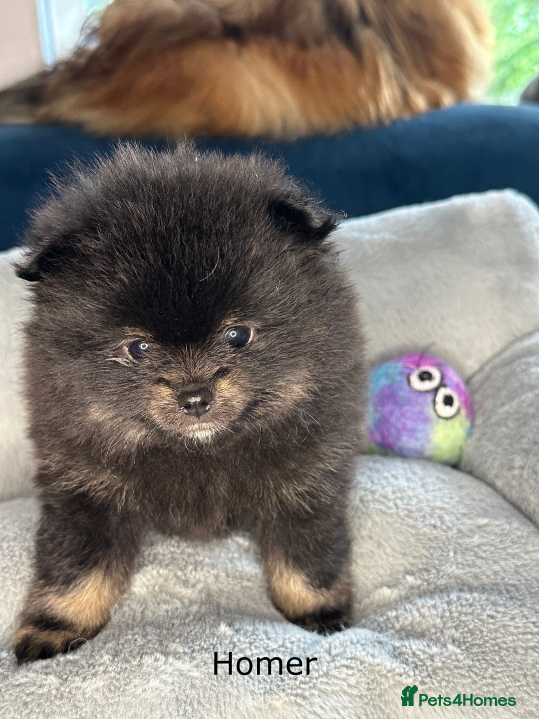 Pomeranian dogs for sale: Beautiful Poms ready 13th September - Image 2