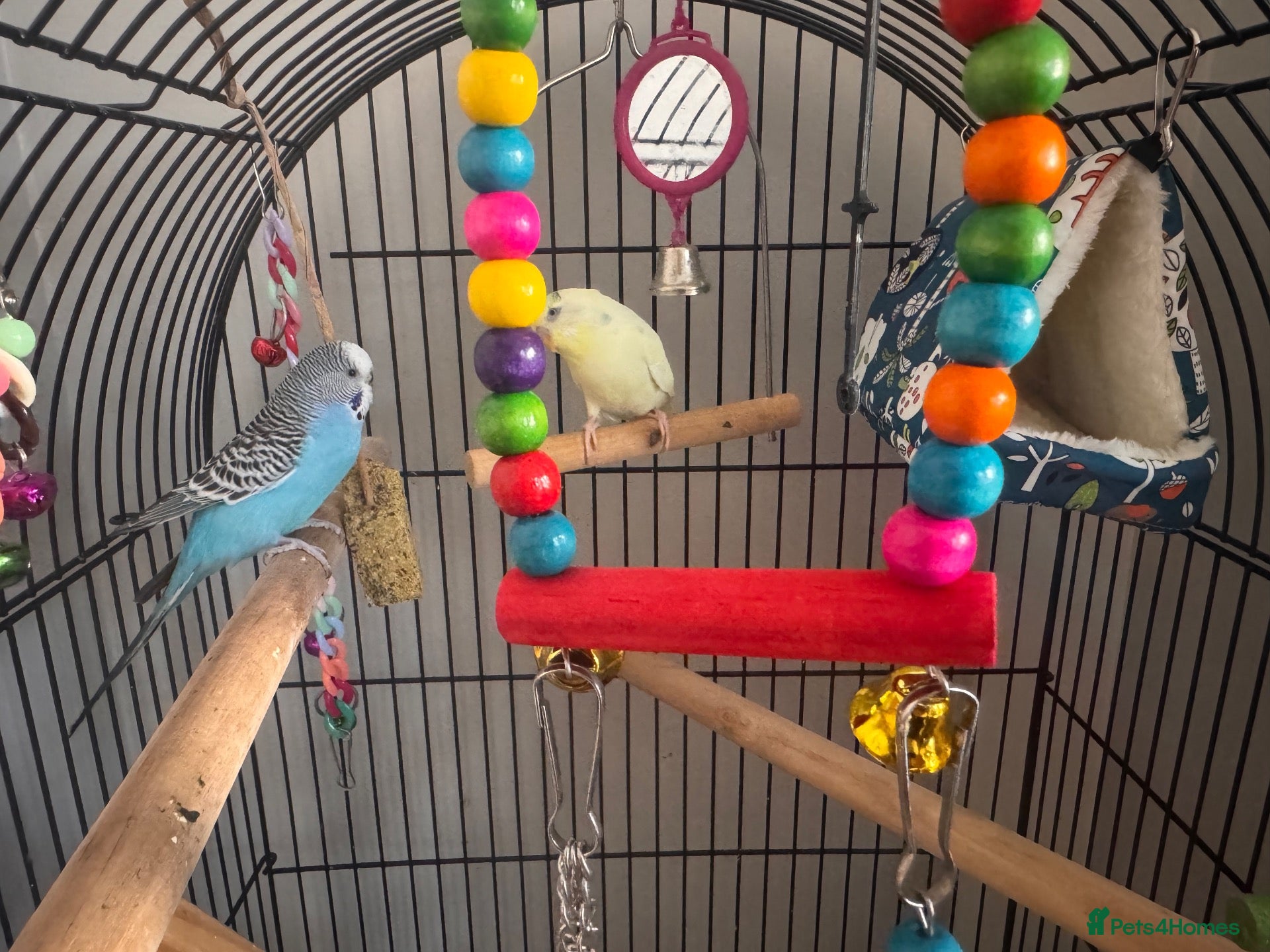 Budgerigars birds for sale: Parrots looking for home  - Advert 1