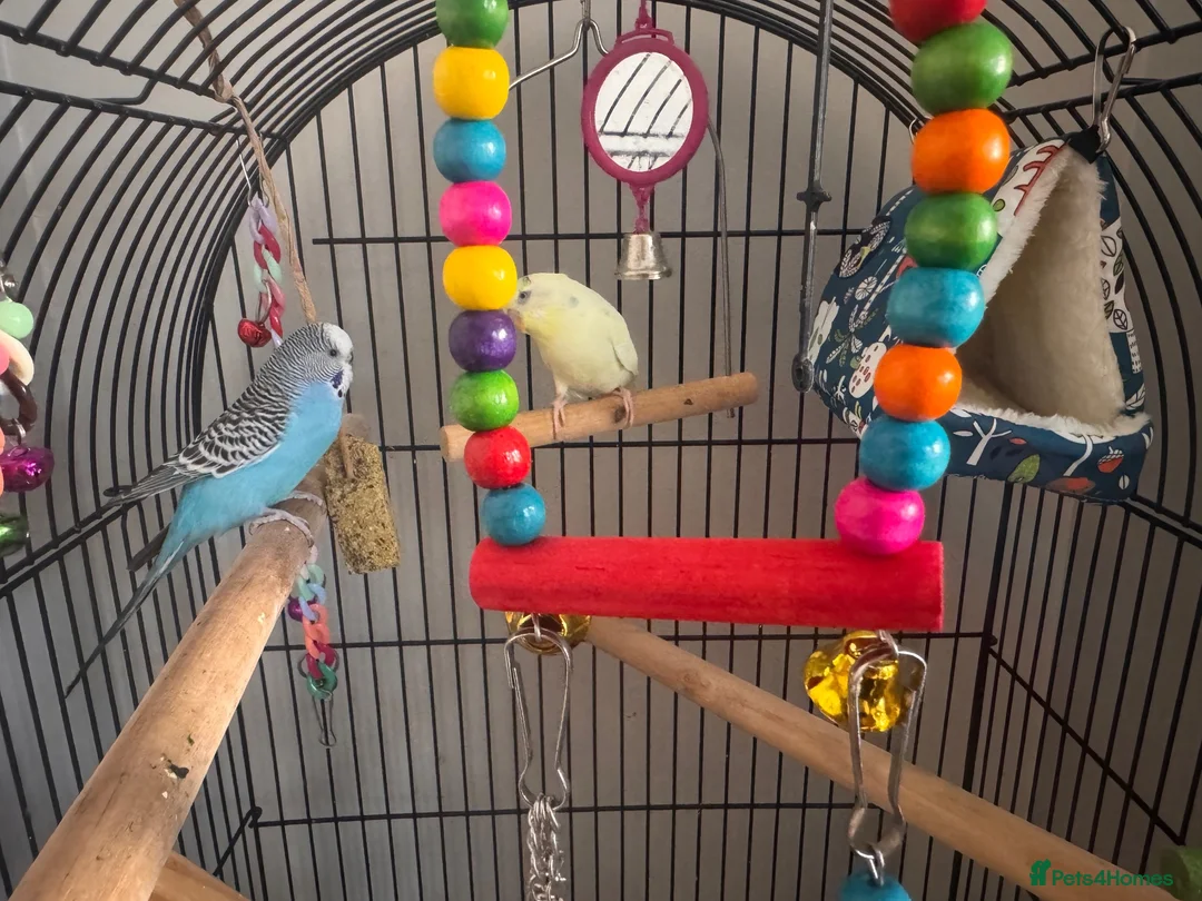 Budgerigars birds for sale: Parrots looking for home  - Advert 1