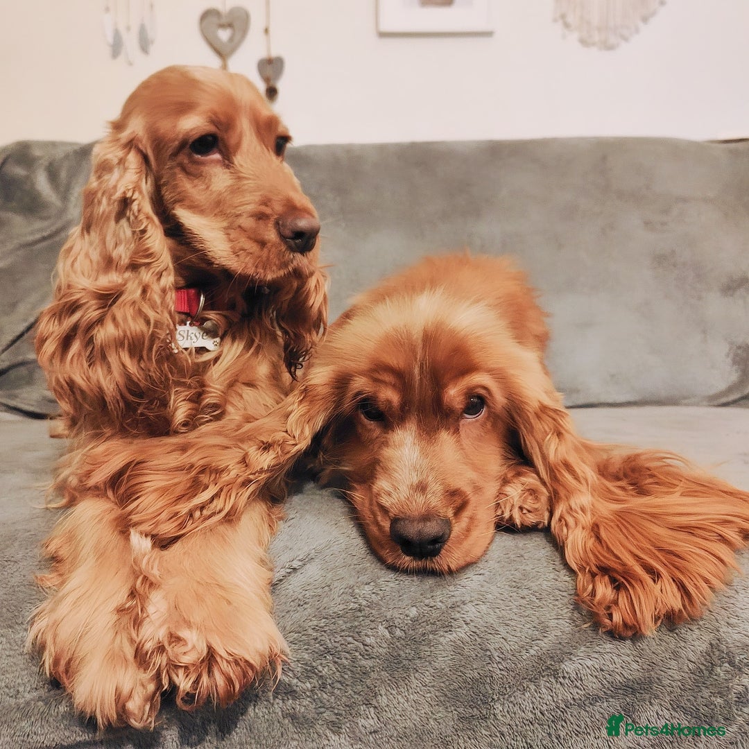 Cocker Spaniel dogs for sale: Two Cocker spaniel dogs. Girl and Boy - Advert 8