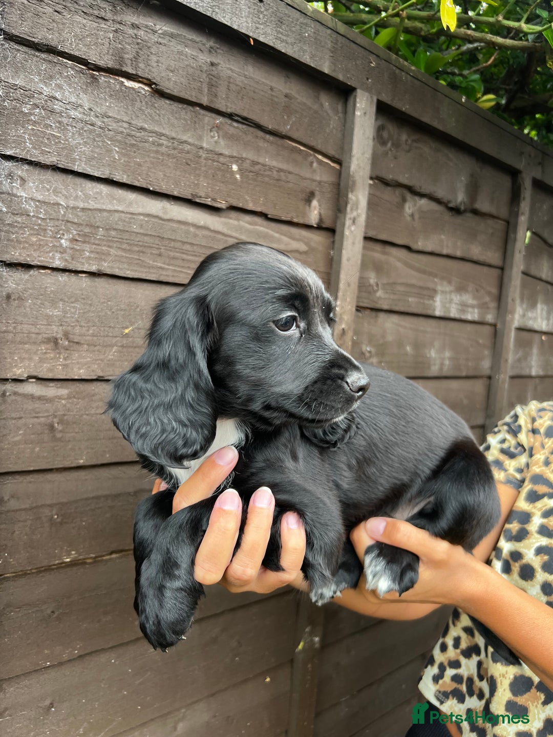 Cocker Spaniel dogs for sale: Cocker spaniel female puppies  - Image 8
