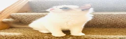 Ragdoll cats for sale: ❤️ Very special homes needed GCCF RAGDOLLS  - Advert 6