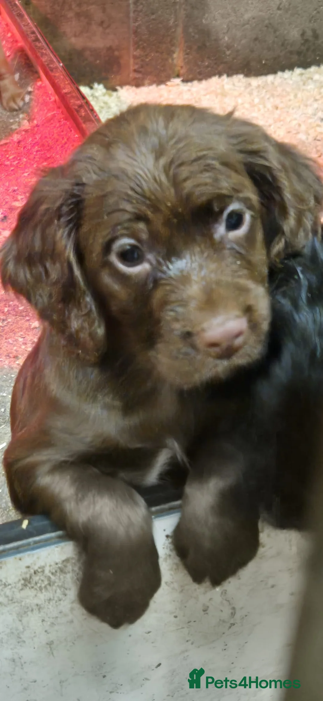 Cocker Spaniel dogs for sale: Stunning FTC Kc registered, Cocker spaniel puppies - Advert 7