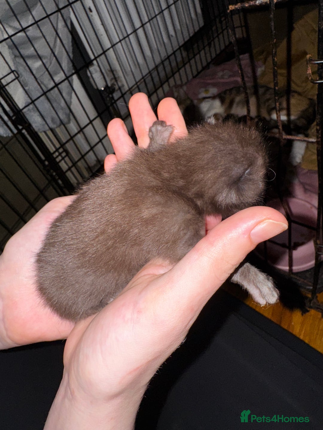 Mixed Breed cats for sale: 7 Mixed Kittens - Ginger, Tabby, Calico, White - Image 1