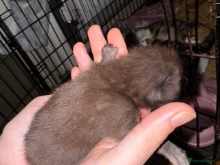 Mixed Breed cats - Advert 14