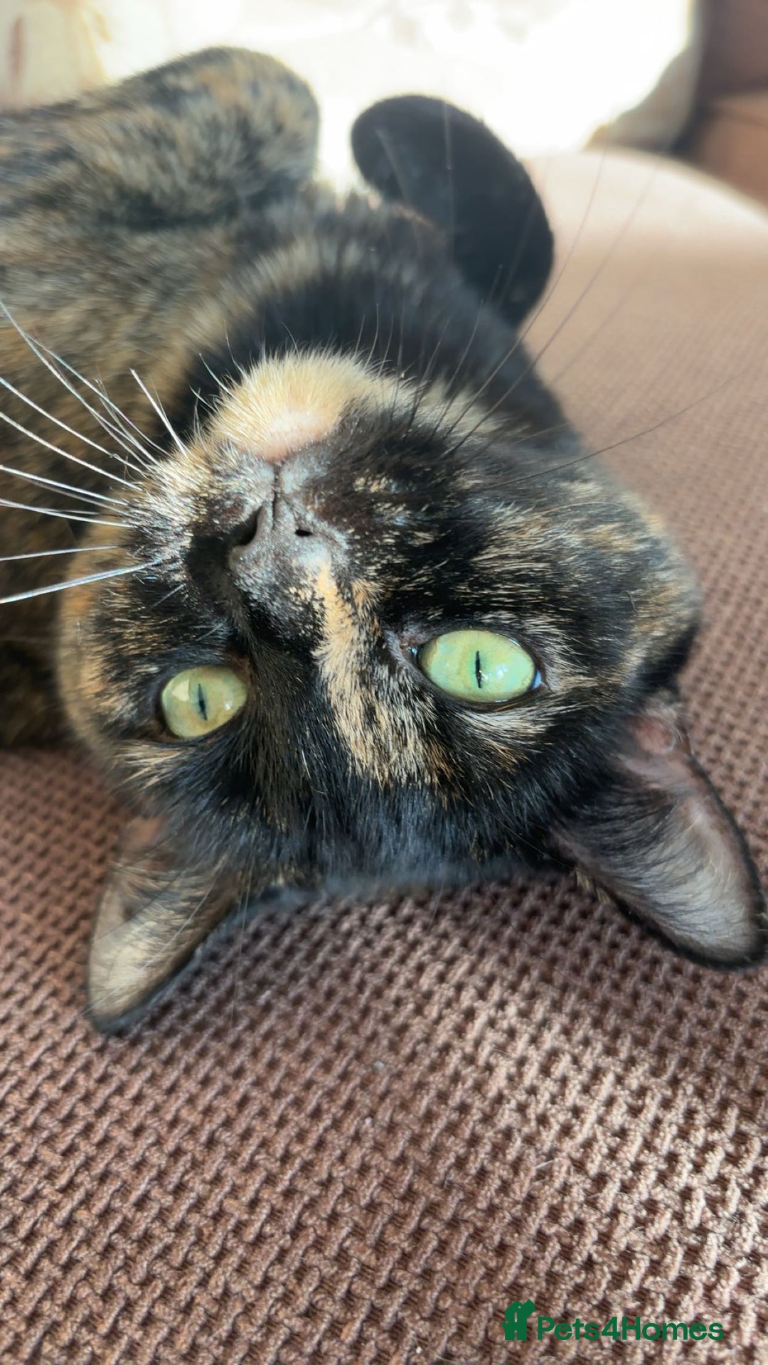 British Shorthair cats for sale: Cuddly Senior Cat Poppy Needs a Loving Home🐾 - Image 3