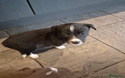 Border Collie dogs for sale: Border collie puppies ready 15th december - Advert 8