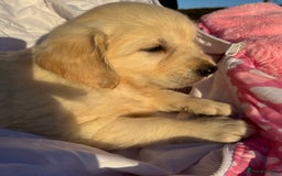 Golden Retriever dogs for sale: QUALITY GOLDEN RETREIVER PUPPIES - Image 20