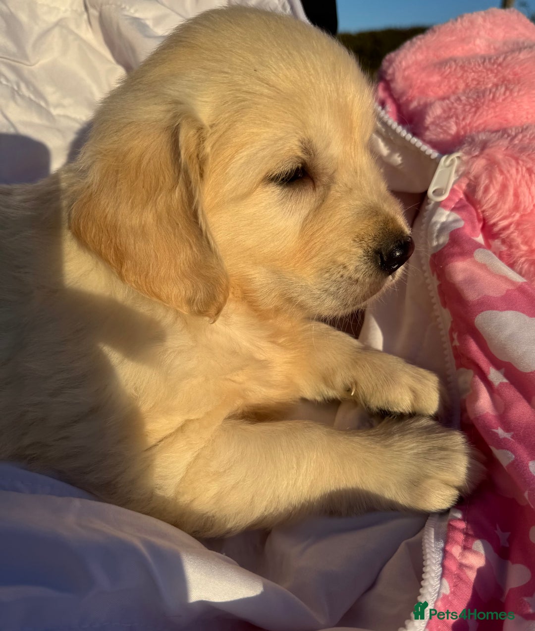 Golden Retriever dogs for sale: QUALITY GOLDEN RETREIVER PUPPIES - Image 20