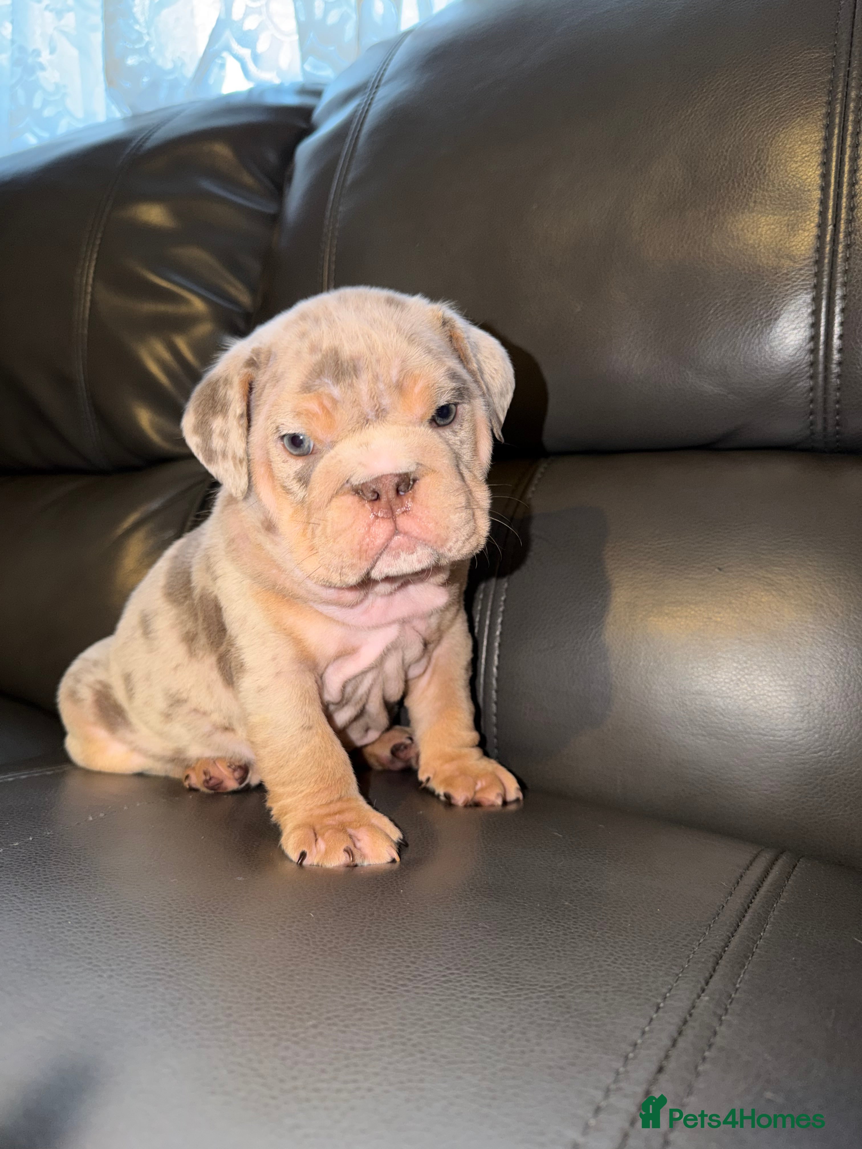 English Bulldog dogs ENGLISH BULLDOG PUPs FOR SALE🖤 - Advert 10