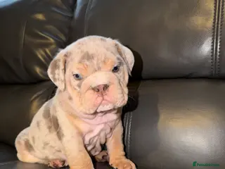 English Bulldog dogs ENGLISH BULLDOG PUPs FOR SALE🖤 - Advert 10