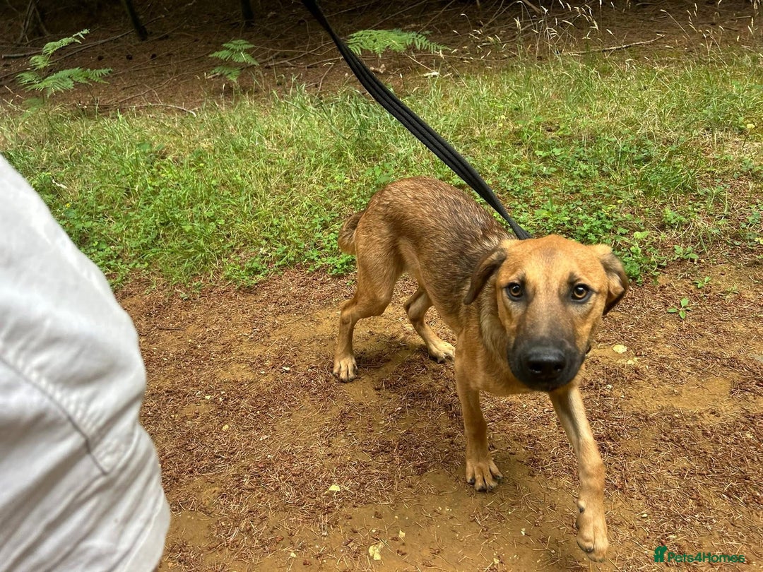 Mixed Breed dogs for adoption: Lykka - Norwich Norfolk  - Image 17