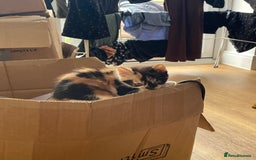 British Shorthair cats for sale: 3 beautiful and playful kittens  - Image 23