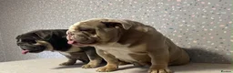 English Bulldog dogs for sale: Adult females to rehome - Advert 4