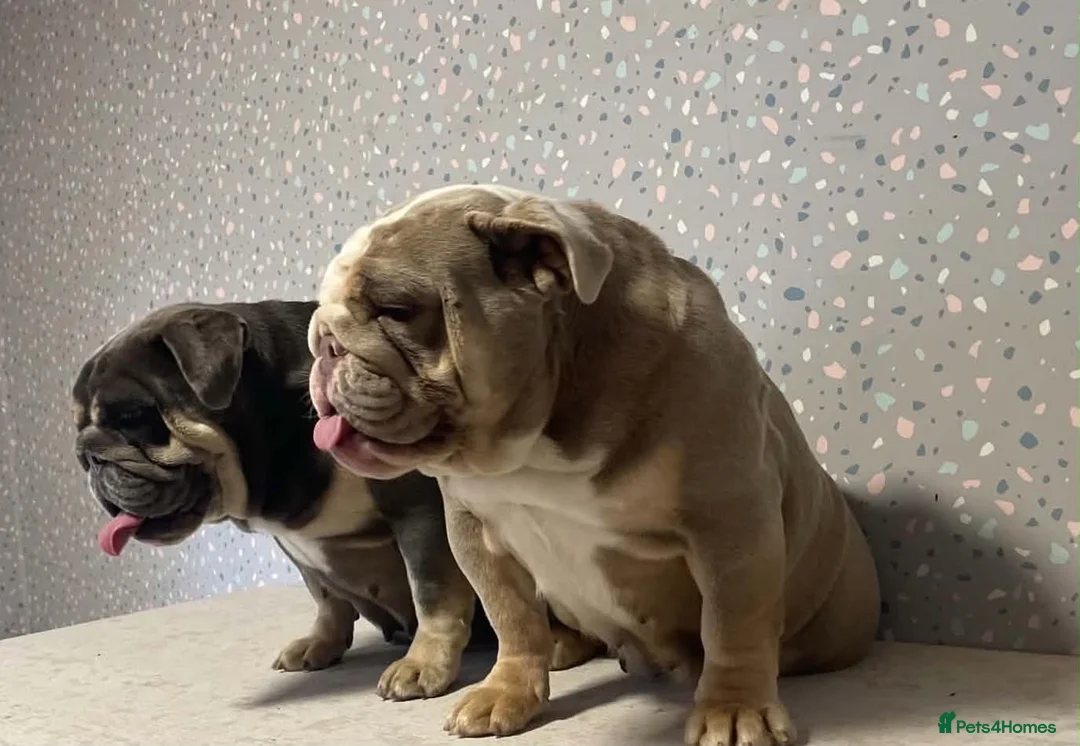 English Bulldog dogs for sale: Adult females to rehome - Advert 4
