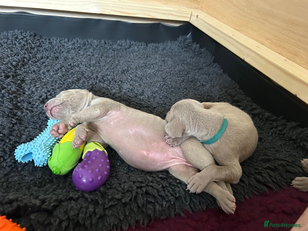 Weimaraner dogs for sale: Exceptional litter of Weimaraner puppies  - Image 28