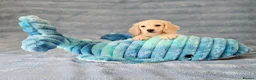 Miniature Dachshund dogs for sale: Rare Cream Longcoat Miniature Dachshund Puppies - Advert 13