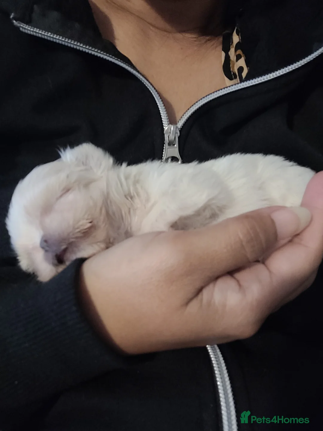 Shih Tzu dogs for sale: Super tiny weight 2lbs Imperial ShihTzu boy - Advert 5