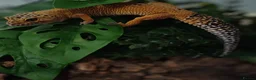 Leopard Gecko reptiles for sale: Tangerine leopard gecko female almost 2years old. - Advert 3