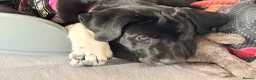 Mixed Breed dogs for sale: Astra - Advert 2