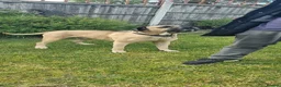 Cane Corso dogs for stud: Cane Corso STUD fawn - Advert 3