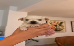 Chihuahua dogs for sale: Chihuahua boys / males  - Image 1