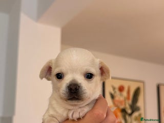 Chihuahua dogs for sale - Advert 1