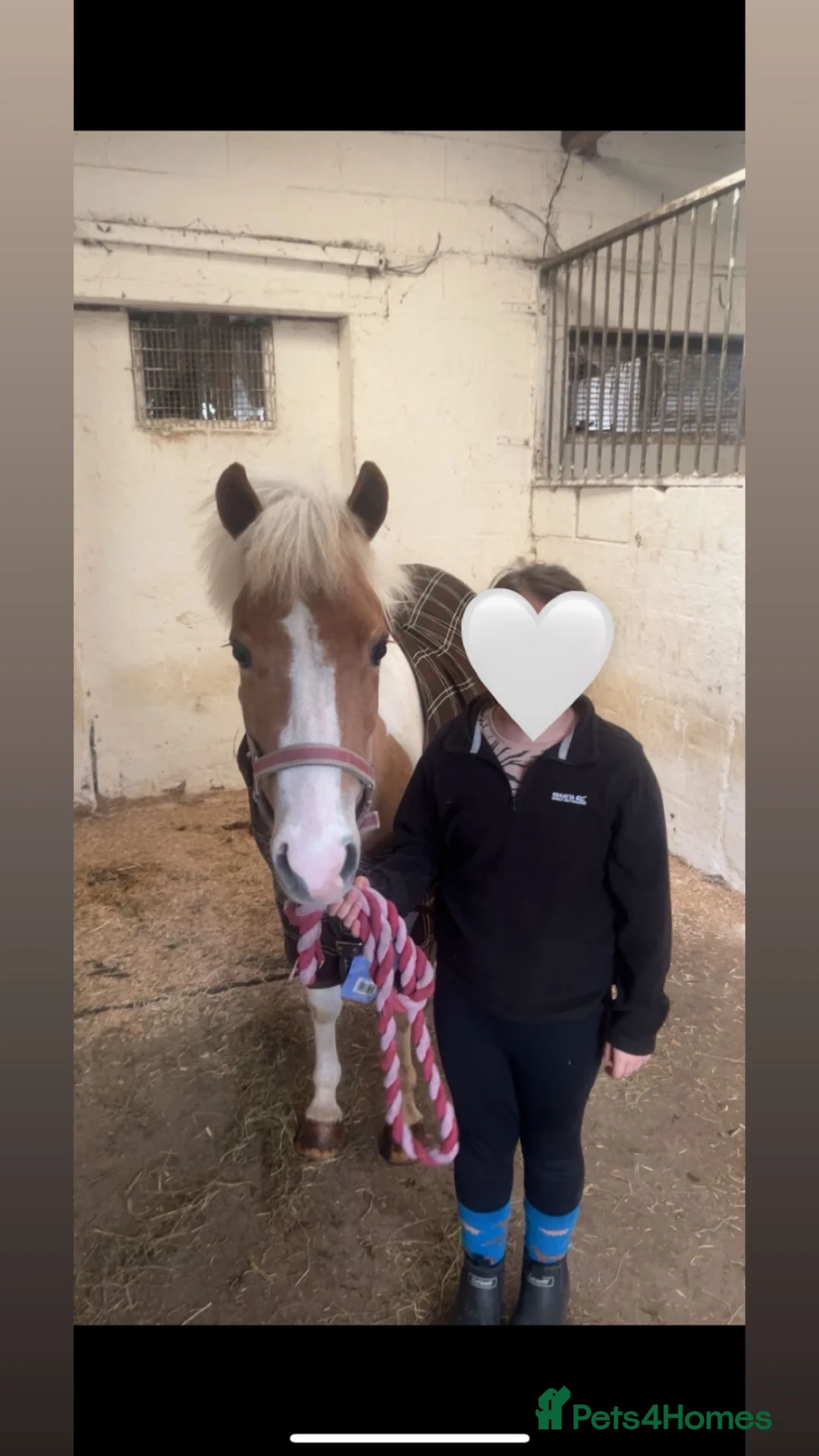 Shetland pony horses for sale: Shetland  in Neath - Advert 2