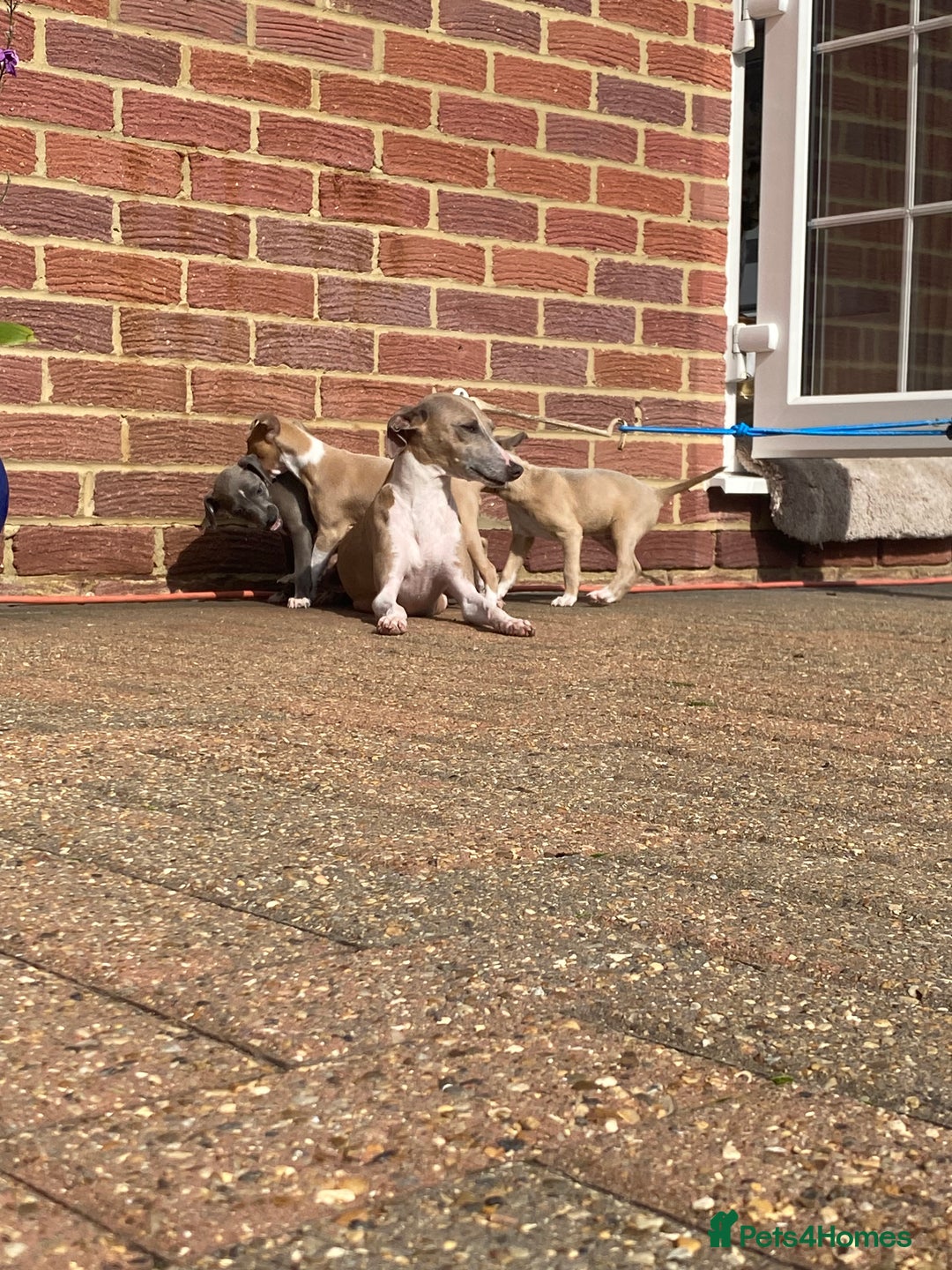 Italian Greyhound dogs for sale: Italian greyhound puppy’s  - Image 18