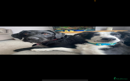 Mixed Breed dogs for sale: Puppies for sale - Image 1