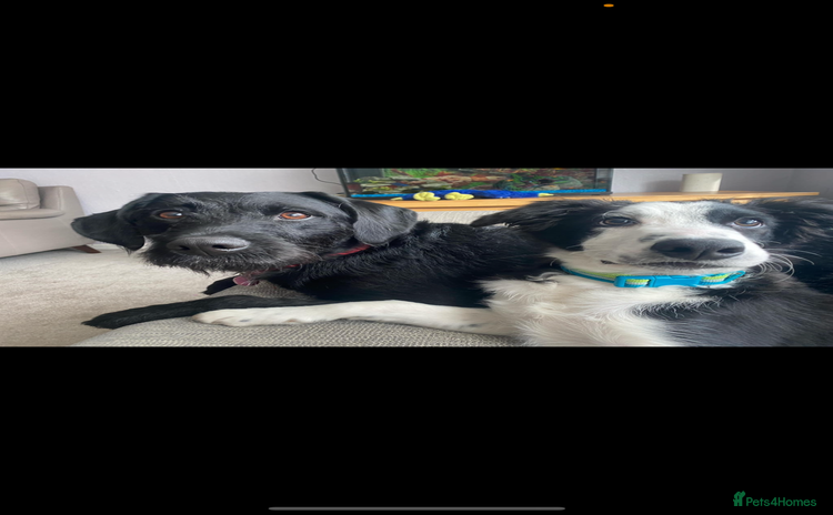 Mixed Breed dogs - Advert 2