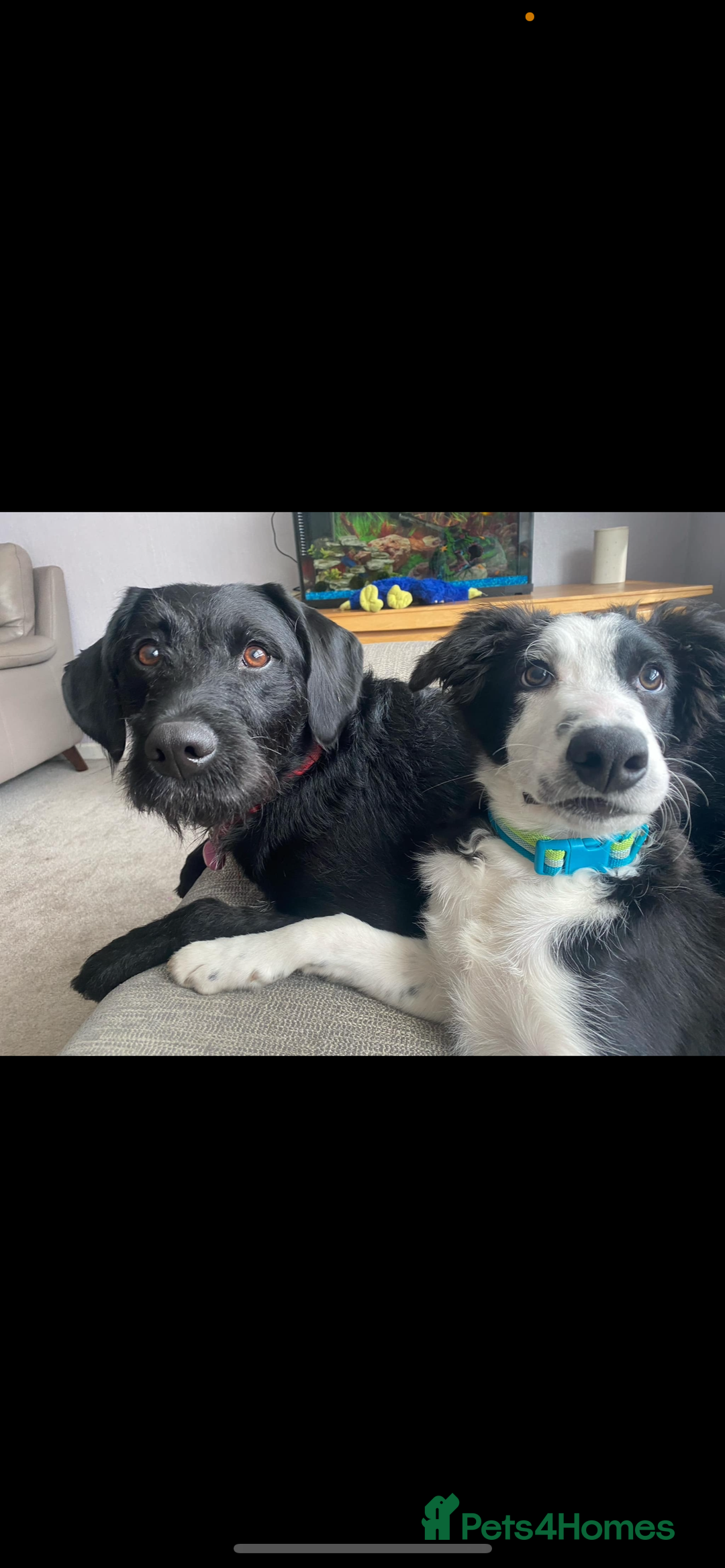 Mixed Breed dogs for sale: Puppies for sale - Image 1