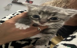 Brazilian Shorthair cats for sale: Kittens for sale  - Image 12