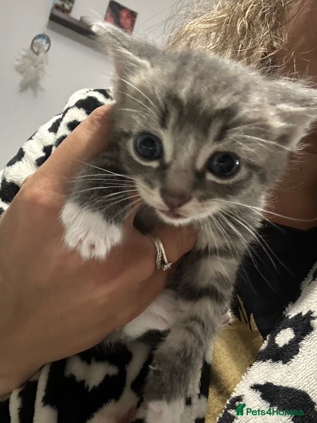Brazilian Shorthair cats for sale: Kittens for sale  - Image 12
