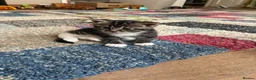Mixed Breed cats for sale: Gorgeous Cuddley Kittens - Advert 19